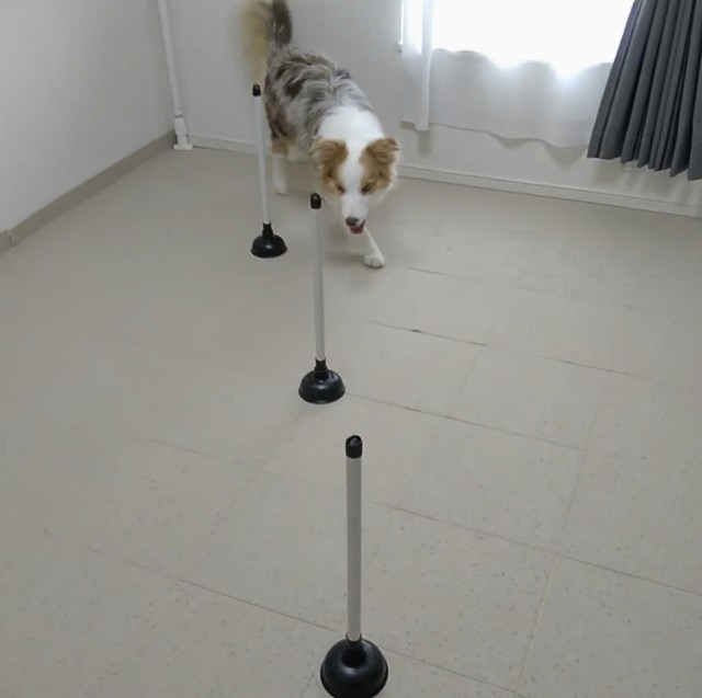 f:id:gussan-belle:20190827090512j:image