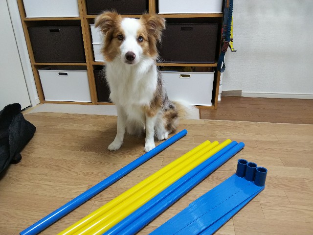 f:id:gussan-belle:20190827090650j:image
