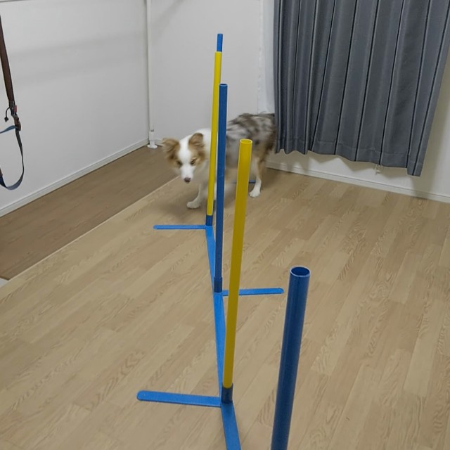 f:id:gussan-belle:20190827090713j:image