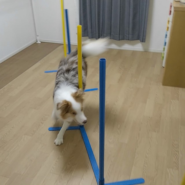 f:id:gussan-belle:20190827090737j:image
