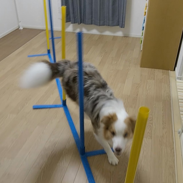 f:id:gussan-belle:20190827090748j:image