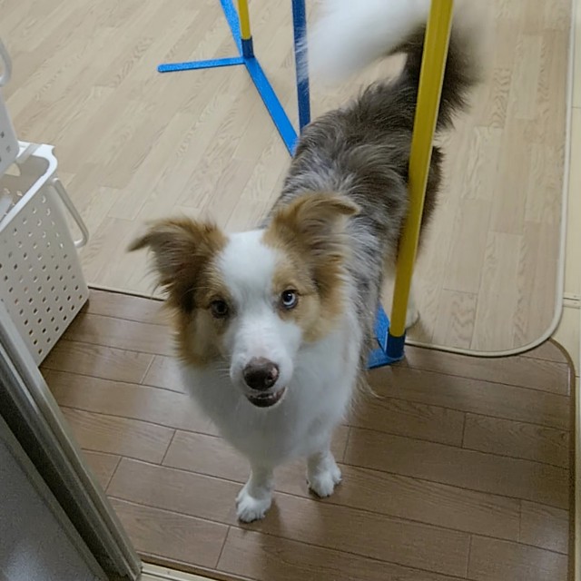 f:id:gussan-belle:20190827090757j:image