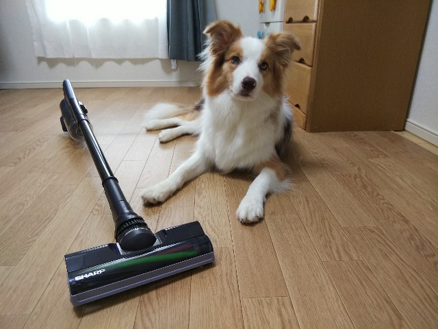 f:id:gussan-belle:20190828082119j:image f:id:gussan-belle:20190828082119j:image