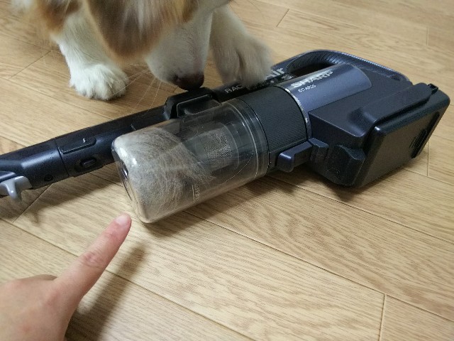 f:id:gussan-belle:20190828082156j:image f:id:gussan-belle:20190828082156j:image