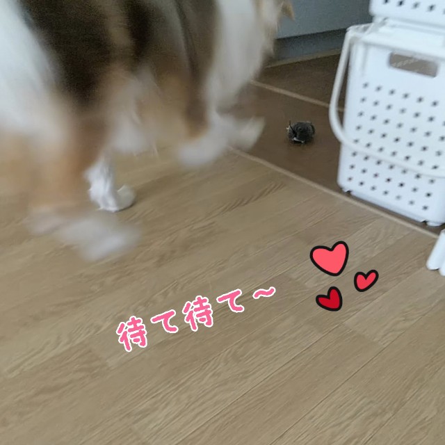 f:id:gussan-belle:20190830100416j:image