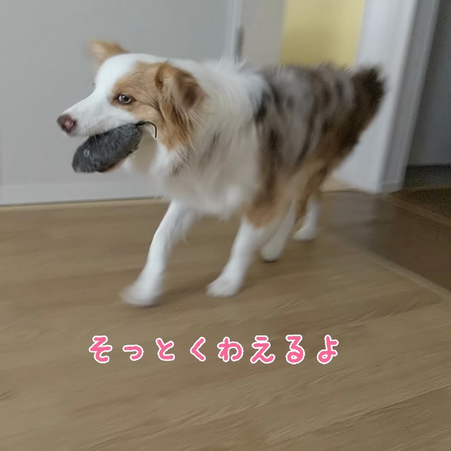 f:id:gussan-belle:20190830100427j:image