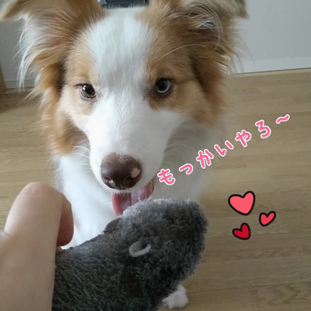 f:id:gussan-belle:20190830100436j:image