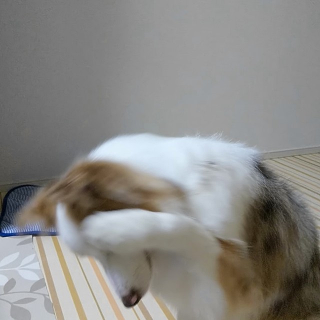 f:id:gussan-belle:20190831074319j:image f:id:gussan-belle:20190831074319j:image