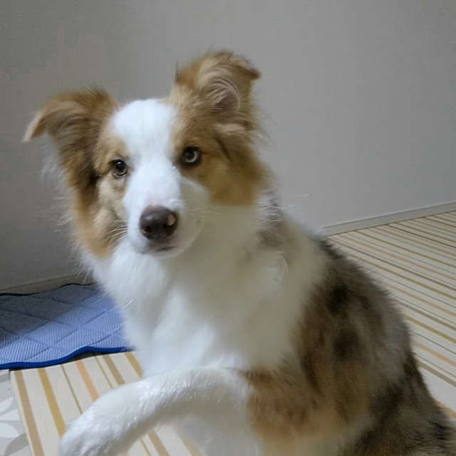 f:id:gussan-belle:20190831074333j:image f:id:gussan-belle:20190831074333j:image
