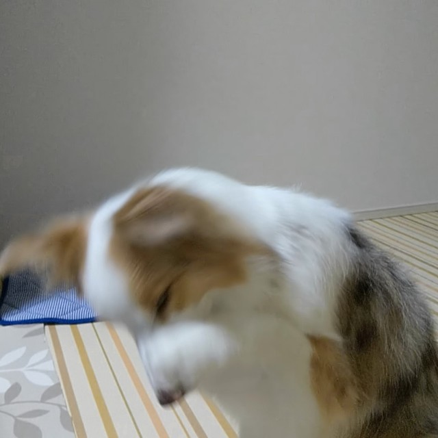 f:id:gussan-belle:20190831074355j:image f:id:gussan-belle:20190831074355j:image