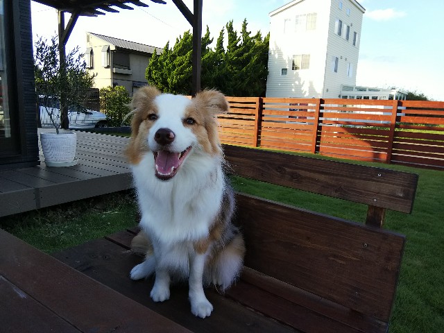 f:id:gussan-belle:20190901061711j:image f:id:gussan-belle:20190901061711j:image