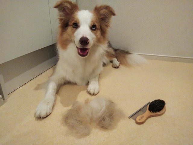 f:id:gussan-belle:20191002192557j:image