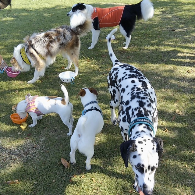 f:id:gussan-belle:20191002193327j:image