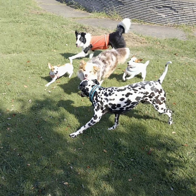 f:id:gussan-belle:20191002193456j:image