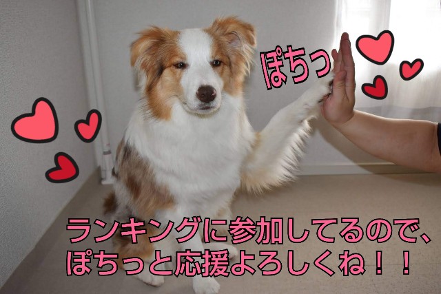 f:id:gussan-belle:20191003130945j:image f:id:gussan-belle:20191003130945j:image