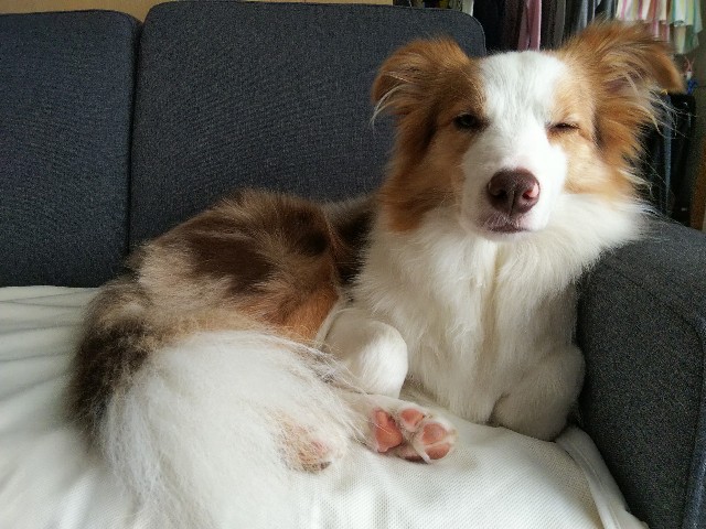 f:id:gussan-belle:20191004081944j:image