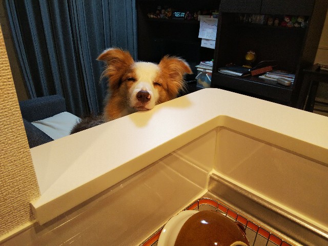 f:id:gussan-belle:20191004082139j:image