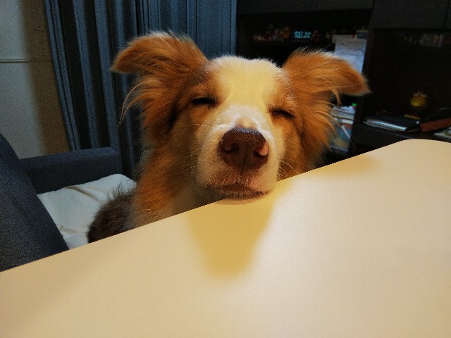 f:id:gussan-belle:20191004082155j:image