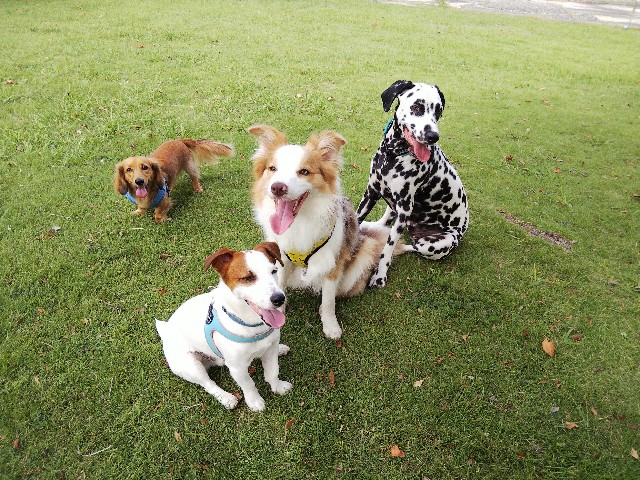 f:id:gussan-belle:20191004082303j:image