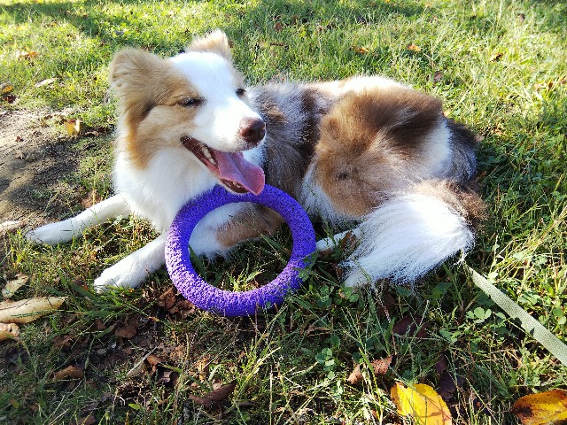 f:id:gussan-belle:20191005103925j:image f:id:gussan-belle:20191005103925j:image