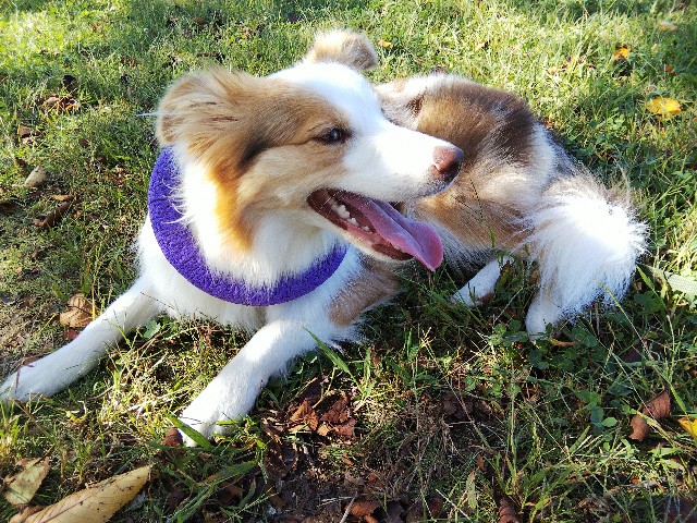 f:id:gussan-belle:20191005104059j:image f:id:gussan-belle:20191005104059j:image