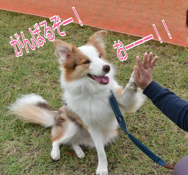 f:id:gussan-belle:20191007084131j:image