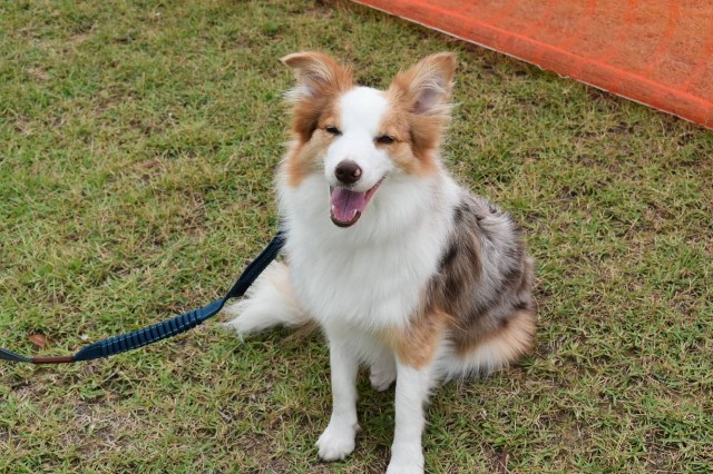 f:id:gussan-belle:20191007084218j:image