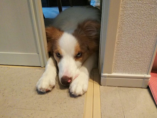 f:id:gussan-belle:20191020075037j:image f:id:gussan-belle:20191020075037j:image