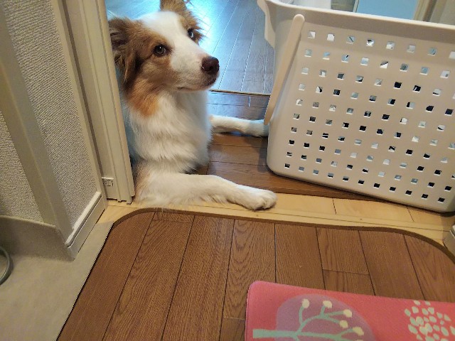 f:id:gussan-belle:20191020075117j:image f:id:gussan-belle:20191020075117j:image