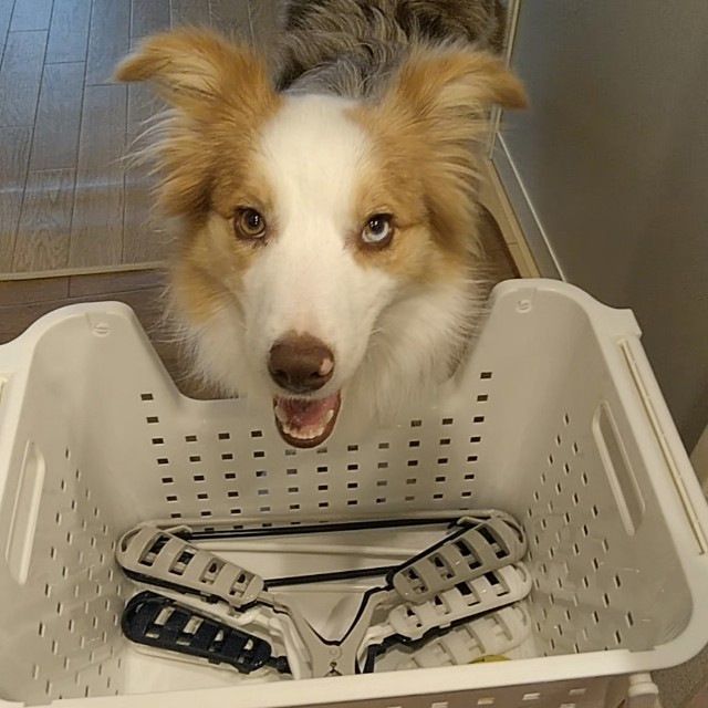 f:id:gussan-belle:20191020075348j:image f:id:gussan-belle:20191020075348j:image