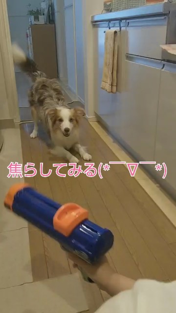 f:id:gussan-belle:20191021162842j:image