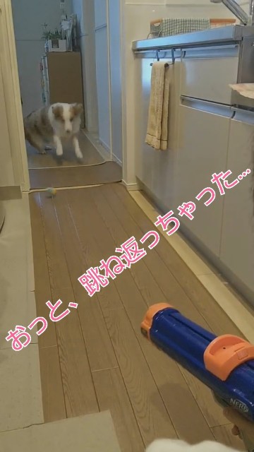 f:id:gussan-belle:20191021162913j:image