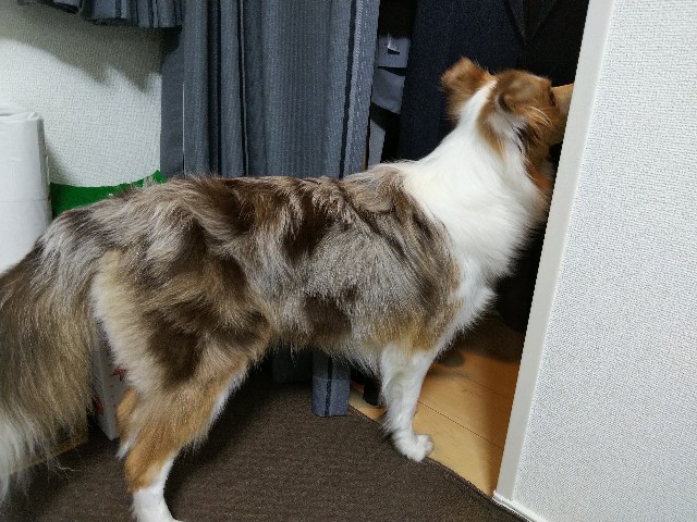 f:id:gussan-belle:20191025082247j:image