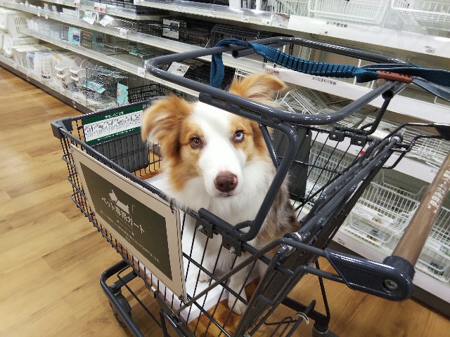 f:id:gussan-belle:20191026193049j:image