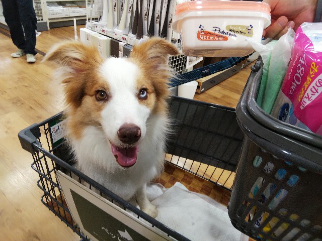 f:id:gussan-belle:20191026193109j:image