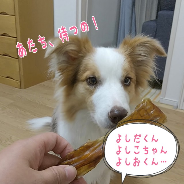 f:id:gussan-belle:20191027160554j:image