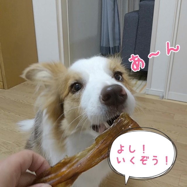 f:id:gussan-belle:20191027160633j:image