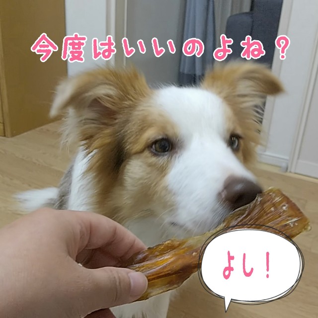 f:id:gussan-belle:20191027160746j:image