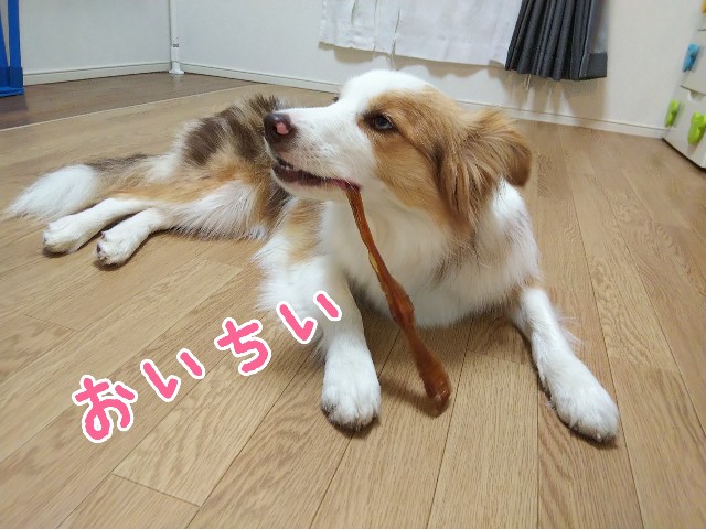 f:id:gussan-belle:20191027160807j:image