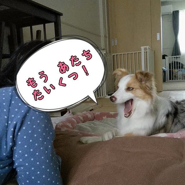 f:id:gussan-belle:20191028150945j:image