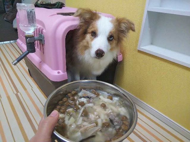 f:id:gussan-belle:20191029183628j:image f:id:gussan-belle:20191029183628j:image