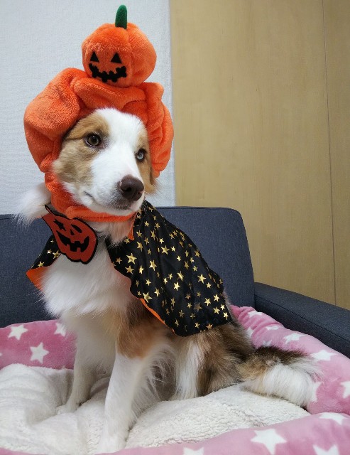 f:id:gussan-belle:20191031143330j:image