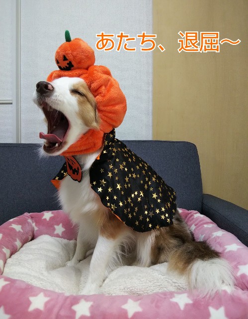 f:id:gussan-belle:20191031143401j:image