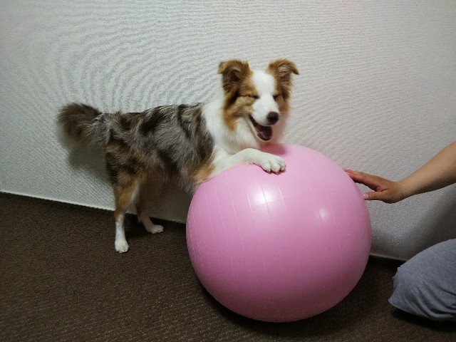 f:id:gussan-belle:20191111085830j:image