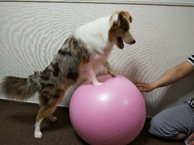 f:id:gussan-belle:20191111085859j:image