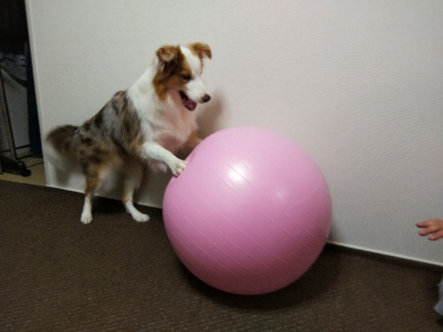 f:id:gussan-belle:20191111090016j:image
