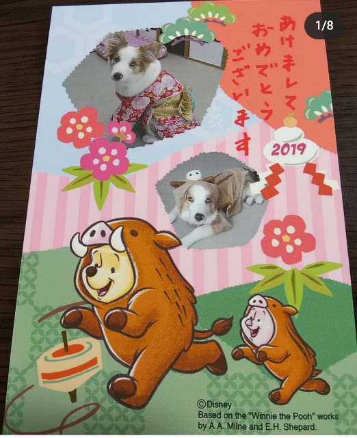 f:id:gussan-belle:20191130231101j:image