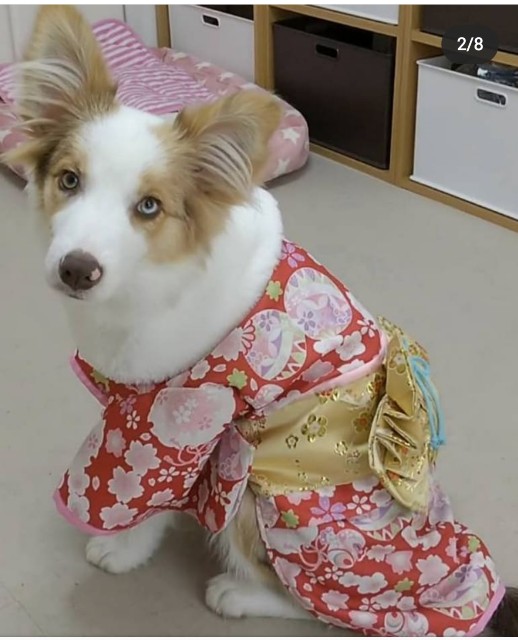 f:id:gussan-belle:20191130231203j:image