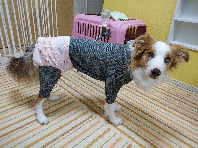f:id:gussan-belle:20191203113349j:image