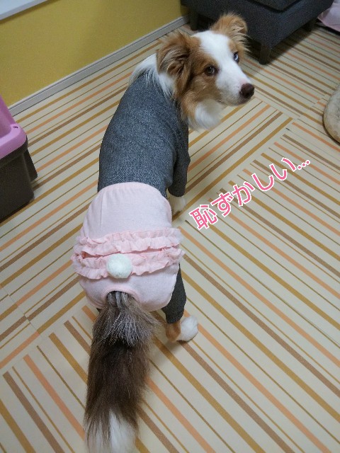 f:id:gussan-belle:20191203113702j:image